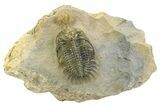 Short Trident Walliserops Trilobite - Timrzit, Morocco #350486-3
